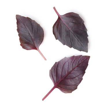 taze fesleğen yaprağı 