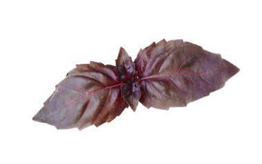 taze fesleğen yaprağı 