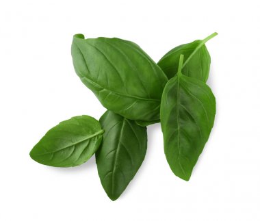 Yeşil fesleğen yaprağı 