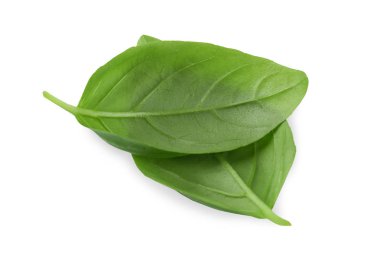 Yeşil fesleğen yaprağı 