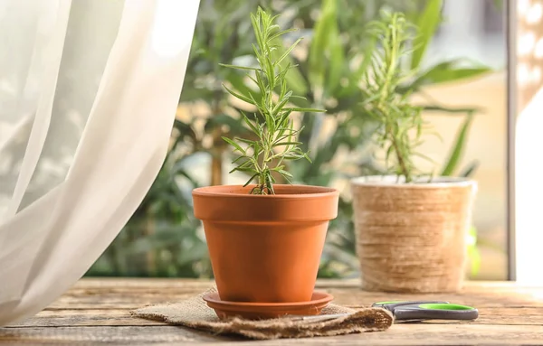 Rosemary planta em vaso de plantas — Fotografia de Stock