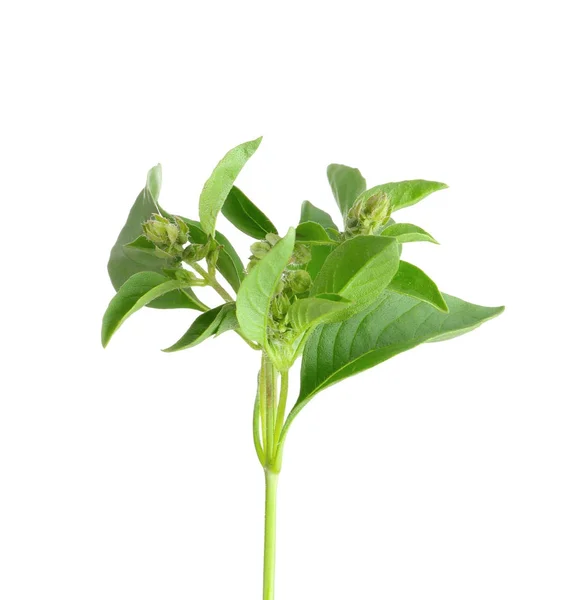 Fresh basil plant — Stock Photo, Image