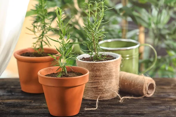 Planta de romero en macetas en alféizar de ventana —  Fotos de Stock