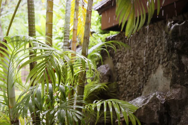 Piante tropicali verdi nel parco — Foto Stock