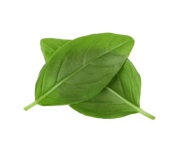 Folhas de manjericão verde — Fotografia de Stock