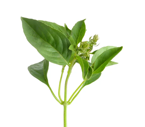 Świeża bazylia roślin — Zdjęcie stockowe