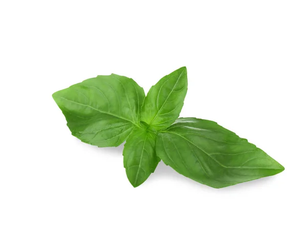 Green basil leaves — Stock Photo, Image