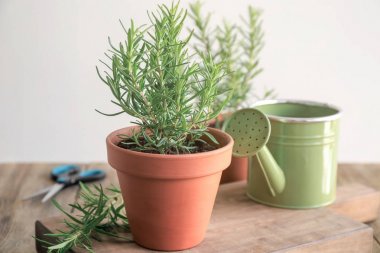 Biberiye tablo ile pota