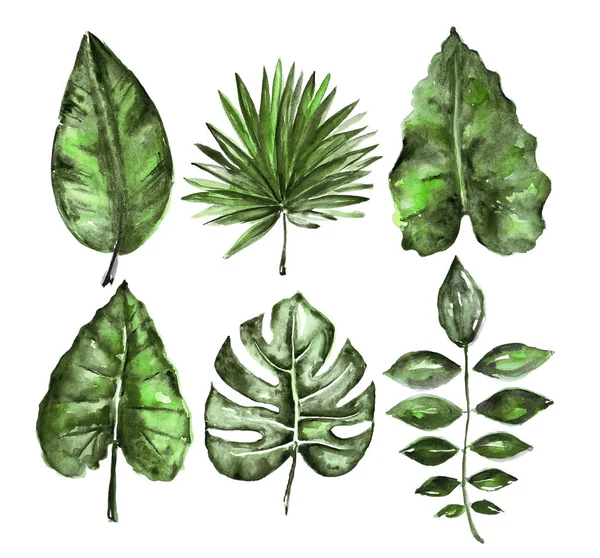 Conjunto de hojas tropicales acuarela —  Fotos de Stock