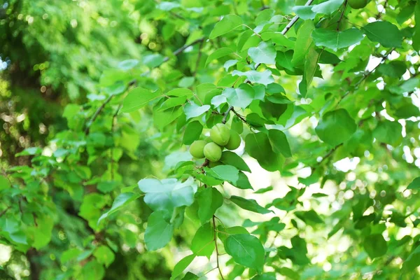 Tak met groene abrikozen — Stockfoto