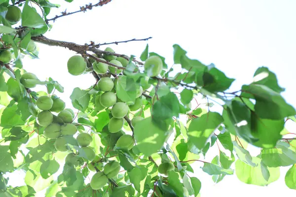 Branches avec abricots verts dans le jardin le jour ensoleillé — Photo