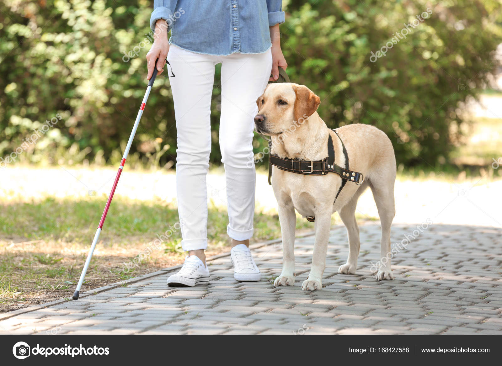Guide Dog Helping Blind Woman Stock Photo By C Belchonock 168427588
