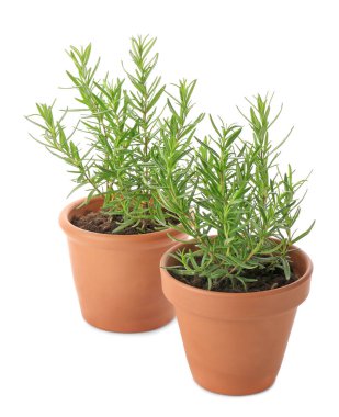 Beyaz arka plan üzerinde rosemary ile tencere