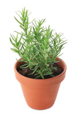 Beyaz zemin üzerine biberiye ile pota