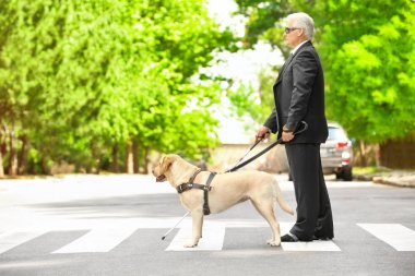 Rehber köpek kör adam yaya geçidi üzerinde yardım