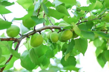 Güneşli gün bahçede yeşil kayısı ile şube
