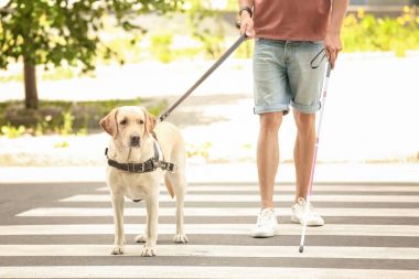Rehber köpek kör adam yaya geçidi üzerinde yardım
