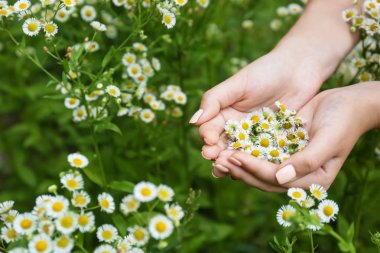 Güzel papatya çiçeği, closeup tutan kadın
