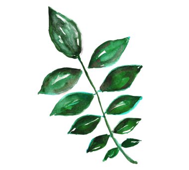 Suluboya tropikal izole üzerinde beyaz yaprakları