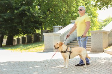 Şehirde kör bir adama yardım eden rehber köpek.