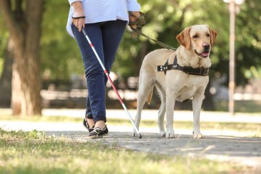 Rehber köpek yardım kör kadın