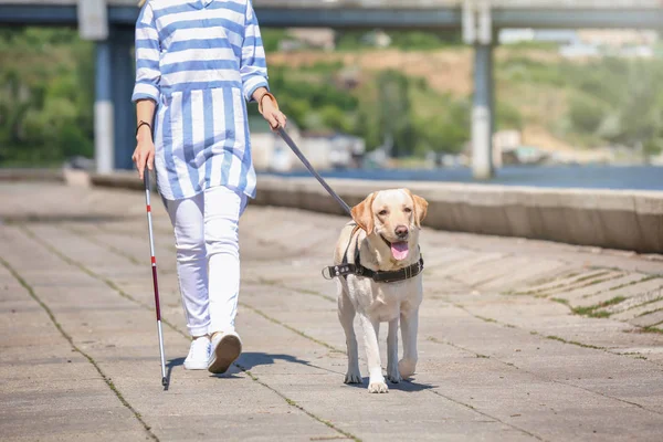 Guide dog helping blind woman