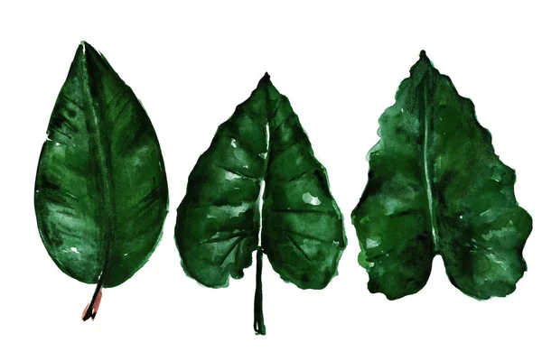 Різні акварельні тропічні листя — стокове фото