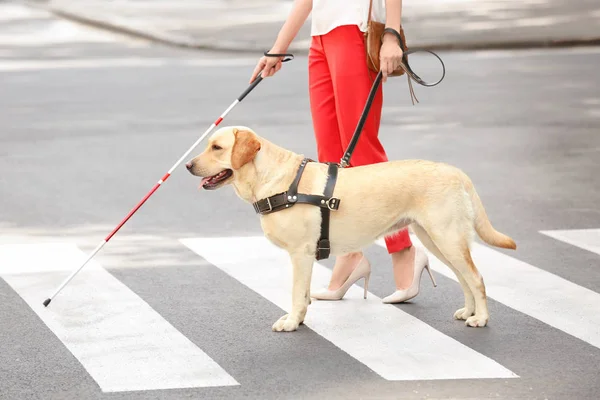 Guide dog helping blind woman on pedestrian crossing