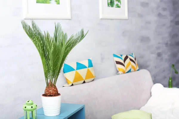 Tropical palm in living room — Stock Photo, Image