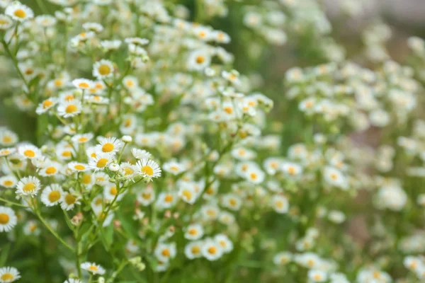 Mooie kamille bloemen in veld — Stockfoto