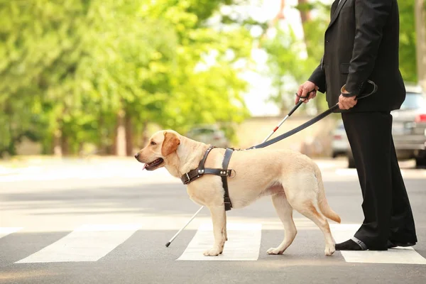 Rehber köpek kör adam yaya geçidi üzerinde yardım