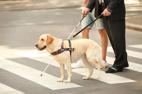 Jonge man helpen blinde man met geleidehond op voetgangersoversteekplaats — Stockfoto