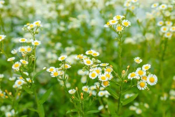 Hermosas flores de manzanilla en el campo — Foto de Stock