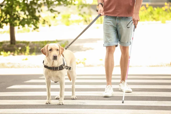 Собака-поводырь помогает слепому на пешеходном переходе — стоковое фото