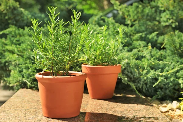 Potten met rozemarijn in tuin — Stockfoto