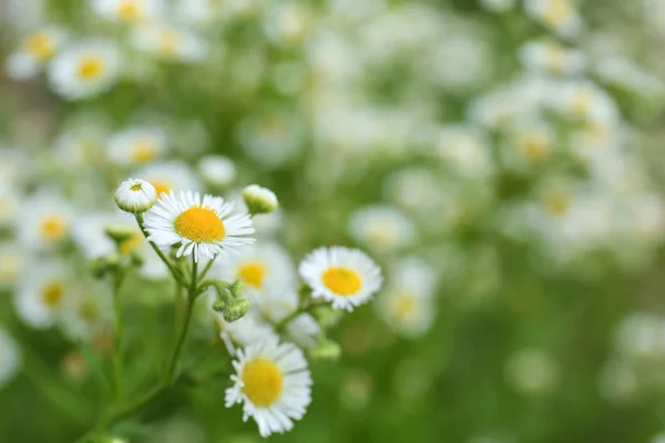 Hermosas flores de manzanilla en el campo —  Fotos de Stock