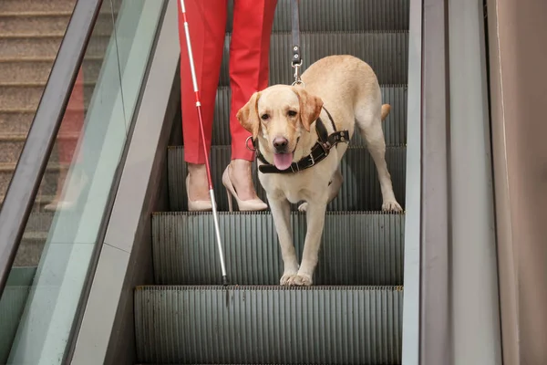 Blinde Frau mit Blindenhund — Stockfoto