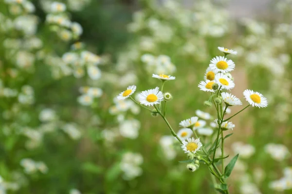 Hermosas flores de manzanilla en el campo — Foto de Stock