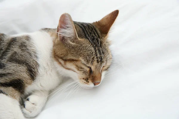 Симпатичная кошка, отдыхающая на кровати — стоковое фото