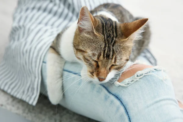 Niedliche Katze entspannt sich auf weiblichen Beinen — Stockfoto