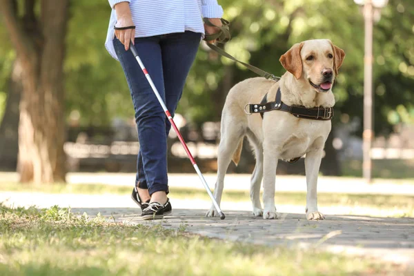 Guide dog helping blind woman