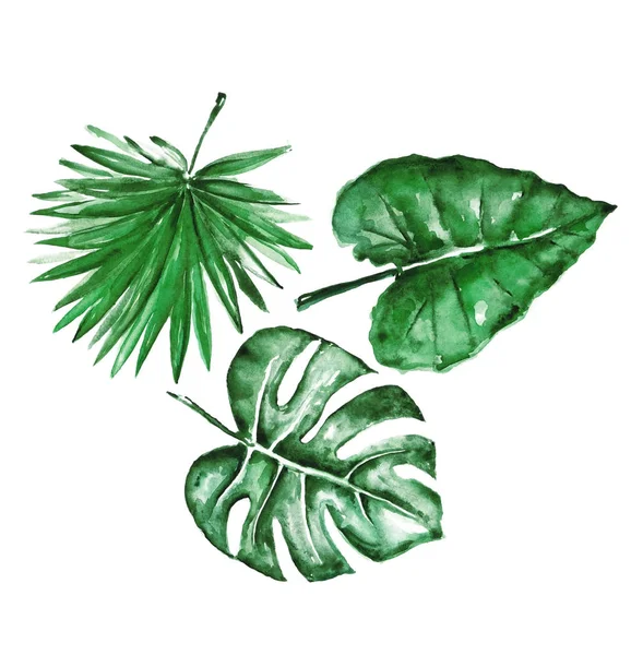 다른 수채화 열 대 잎 — 스톡 사진