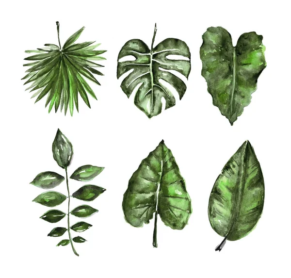 Diferentes hojas tropicales acuarela —  Fotos de Stock