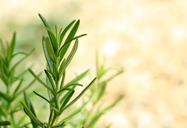 Fresh rosemary on blurred background — Stock Photo, Image