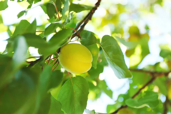 Branche avec abricot vert dans le jardin le jour ensoleillé — Photo