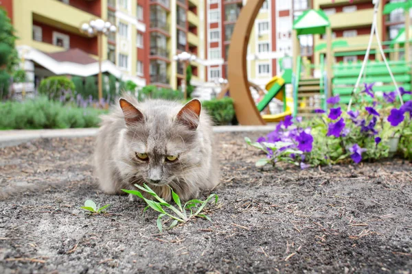 Cat lying on ground outdoors — Stock Photo, Image