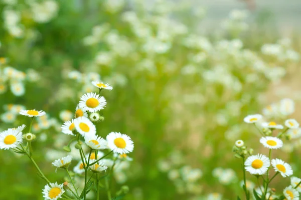 Beautiful chamomile flowers in field — Stock Photo, Image