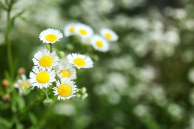 Tarlada güzel papatya çiçekler