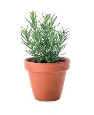 Beyaz üzerine biberiye ile pota  