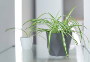 Pot ile houseplant bulanık arka plan üzerinde